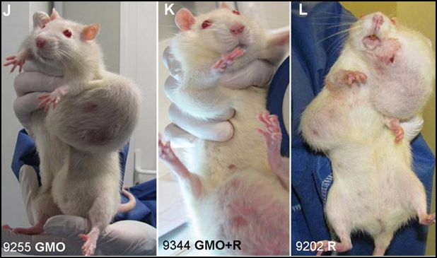 Rats OGM